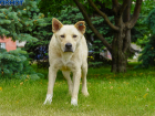 Умерщвлять агрессивных бездомных собак разрешили в Волгоградской области