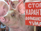 В Волгоградской области владельцы свиней, погибших от африканской чумы, получат 98,1 млн рублей