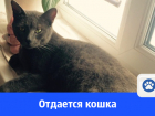 Русская голубая кошка ищет дом