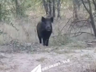 Дикого кабана сняли на видео на юге Волгограда