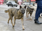 Зараженная бешенством собака покусала детей в Волгоградской области
