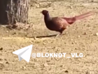 Дикий фазан вышел на прогулку в Волгограде — видео