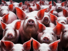 «Трупов больше 100»: свиной чумой пугают волгоградцев