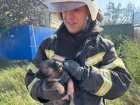 Шесть щенят спасли пожарные из огня в Волгограде 