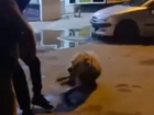 Схватка алабая и волгоградца попала на видео - собака истекла кровью до смерти