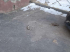Крысы гоняют жителей элитных дворов центра Волгограда и оставляют их без машин