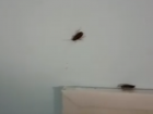 Нашествие тараканов в волгоградской больнице попало на видео 