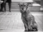 В Камышине собаки умирали мучительной смертью из-за отравы догхантеров