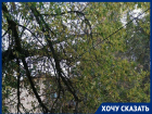 УК «Гала Парк» два месяца игнорирует повисшую на проводах ветку во дворе Волгограда