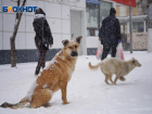 Зарезал собаку и снял на видео для бывшей девушки житель Волгоградской области