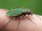 Кровожадные жуки-приспособленцы массово скачут по Волгограду: фото