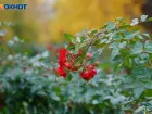 Заморозки до -5 надвигаются на Волгоградскую область 