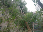 В Волгограде штормовой ветер повалил дерево на пятиэтажку 