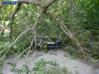 Гигантское дерево рухнуло на припаркованную машину в Волгограде
