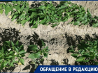 Колонки для воды снесли: дачники СНТ "Нефтяник-2" в Волгограде неделю «хоронят» урожай  