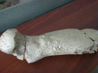 Волгоградский палеонтолог обнаружил останки древнего плиозавра 