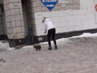 Волгоградцы сняли на видео живодерку, выбросившую из авто щенка на мороз