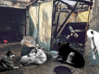 Акция помощи сгоревшему приюту пройдет в Волгограде 8 марта