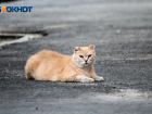 В Волгоградской области объявили карантин по бешенству из-за домашней кошки
