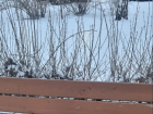 Семейство очаровательных снеговиков поселилось в сквере Волгограда