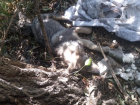 Сбитый машиной пес пять дней пролежал под деревом в Волгограде