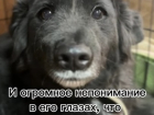 «Мы больше не можем его держать»: волгоградка бросила 8-летнюю собаку в ветеринарке