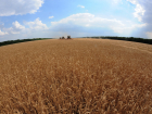 Вышел из депрессии и угрожает посевам Волгоградской области: Россельхозцентр предупредил фермеров