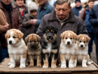 По цене машины: сколько стоили породистые щенки в Волгограде 90-х