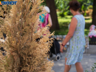Волгоградцы потребовали убрать трупы растений с Аллеи героев в центре Волгограда