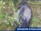 О массовом отравлении и гибели ворон сообщили волгоградцы