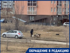 Кормят ведрами еды и уезжают: старушки заботятся о бросающихся на детей собаках в Волгограде