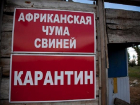 В Среднеахтубинский район вернулась африканская чума свиней