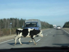 Корова попала в двойное ДТП на трассе под Волгоградом