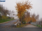 Последнее экстра-потепление переживет Волгоград в декабре