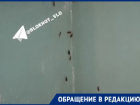 «Живем как в бомжатнике»: жуткое нашествие тараканов показали волгоградцы 