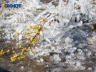 Апрельские заморозки ударят в Волгоградской области