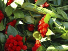 В Волгоградской области перед 8 марта изъято 119 запрещенных к продаже растений