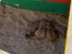 Родившую щенков в детской песочнице собаку готовы застрелить в Волгограде