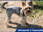 Жертвами разбросанной по Волгограду отравы становятся домашние собаки 