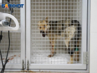 Волгоградские ветврачи провели уникальную операцию собаке с простреленной мордой 