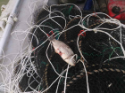 На озере в Волгоградской области поймали браконьера с 72-метровой рыболовной сетью 