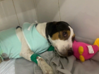 Волгоградец осужден за избиение породистого пса