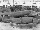 Гигантская белуга: почему легендарная рыба исчезла из Волгоградской области