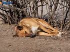 «Упала на землю и начала визжать»: в Волгоградской области пройдет суд над застрелившим собаку 