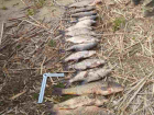 До пяти лет лишения свободы грозит волгоградцам за ловлю 18 кг рыбы