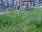 Метровыми сорняками зарос символичный Сад памяти в престижном районе Волгограда