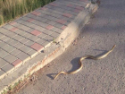Волгоградцы сфотографировали у торгового центра крупную змею
