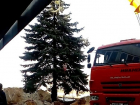 КамАЗ с московскими номерами выкорчевывает многолетние ели в Волгограде