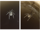 Гигантские пауки атакуют дома волгоградцев в разгар зимы