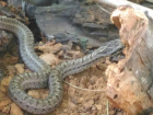 Змеи активизировались в Волгоградской области с потеплением